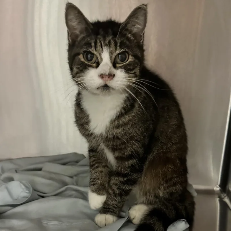 A senior medium-sized female Gray / Blue / Silver Domestic Short Hair cat named Sienna for adoption in Chattanooga, TN