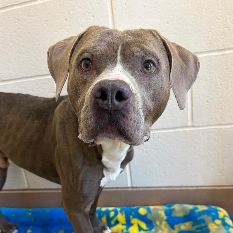 An adult medium-sized male Gray / Blue / Silver Pit Bull Terrier dog named Haites for adoption in Reno, NV