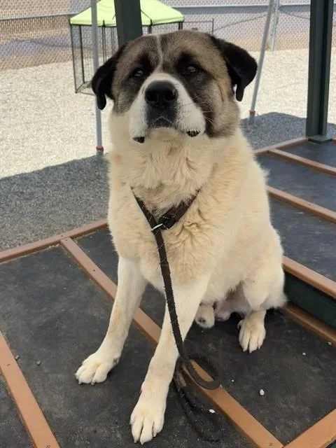 An adult extra large-sized male Great Pyrenees dog named Tank for adoption in Lincolnton, NC