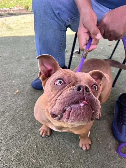 A young medium-sized female American Bulldog dog named Mrs. Beasley for adoption in Charlotte, NC