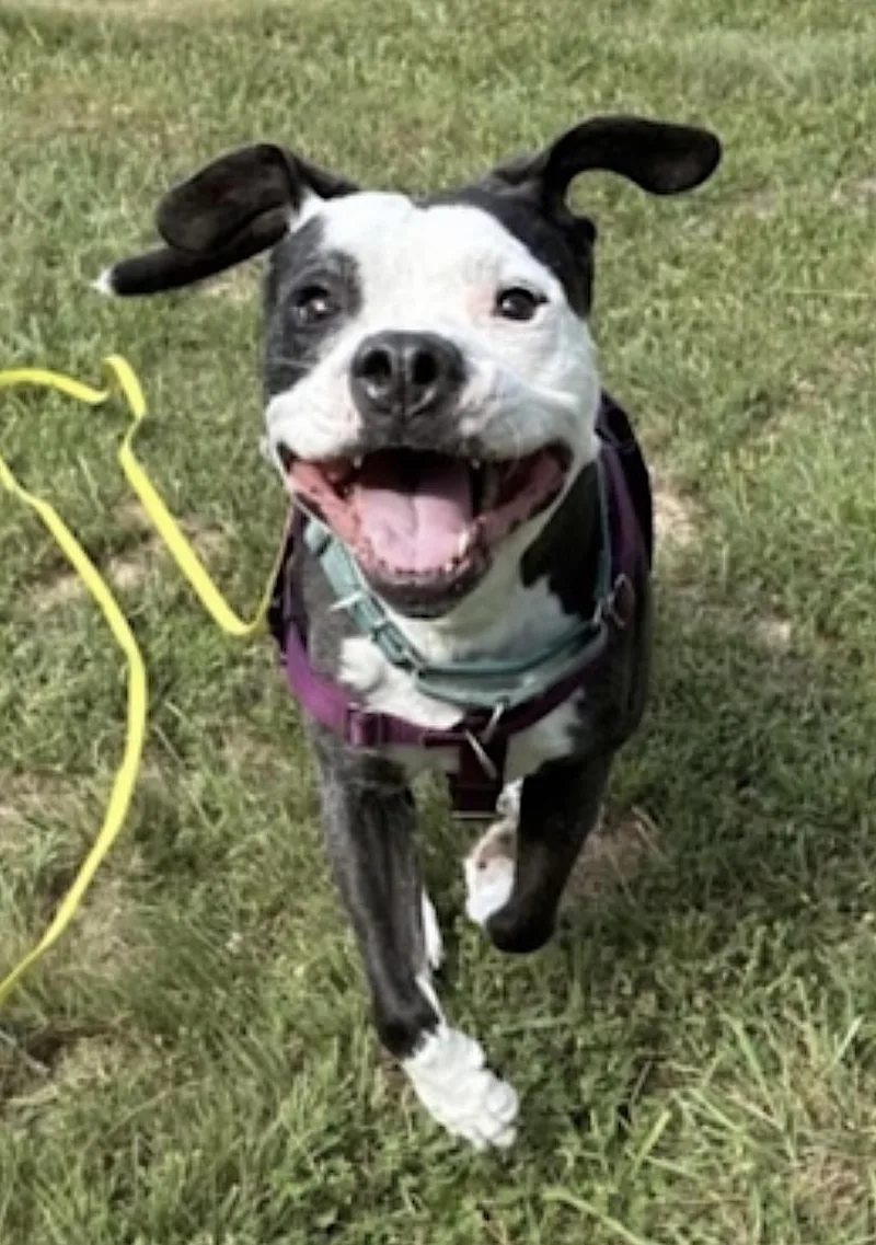 Domino
