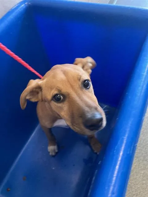 A baby medium-sized female Mixed Breed dog named Canella for adoption in Dallas, TX