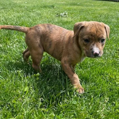 A baby small-sized female Brown / Chocolate Shepherd dog named Cyprus for adoption in Dayton, OH