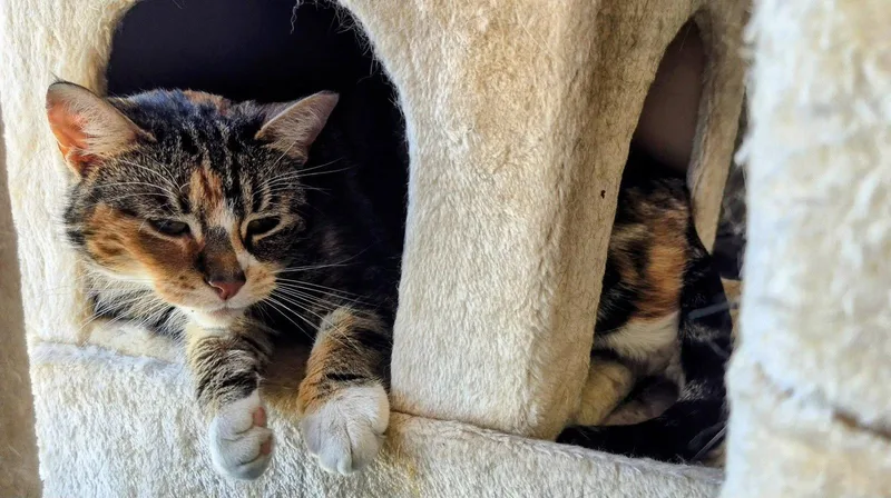 A young medium-sized female Domestic Short Hair cat named Cali for adoption in Newtown Square, PA