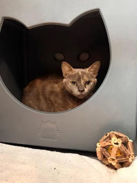 A young small-sized female Domestic Short Hair cat named Twig for adoption in Leesburg, VA
