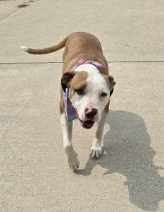 An adult medium-sized female Pit Bull Terrier dog named CeCe for adoption in Bucyrus, OH