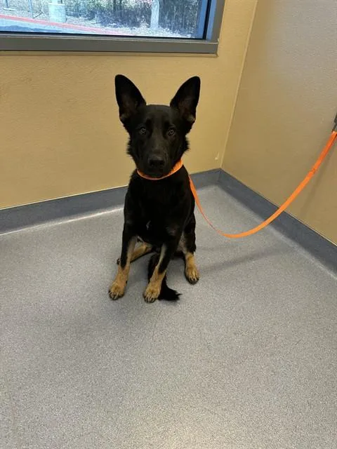 A young large-sized male German Shepherd Dog dog named Pip for adoption in San Jose, CA