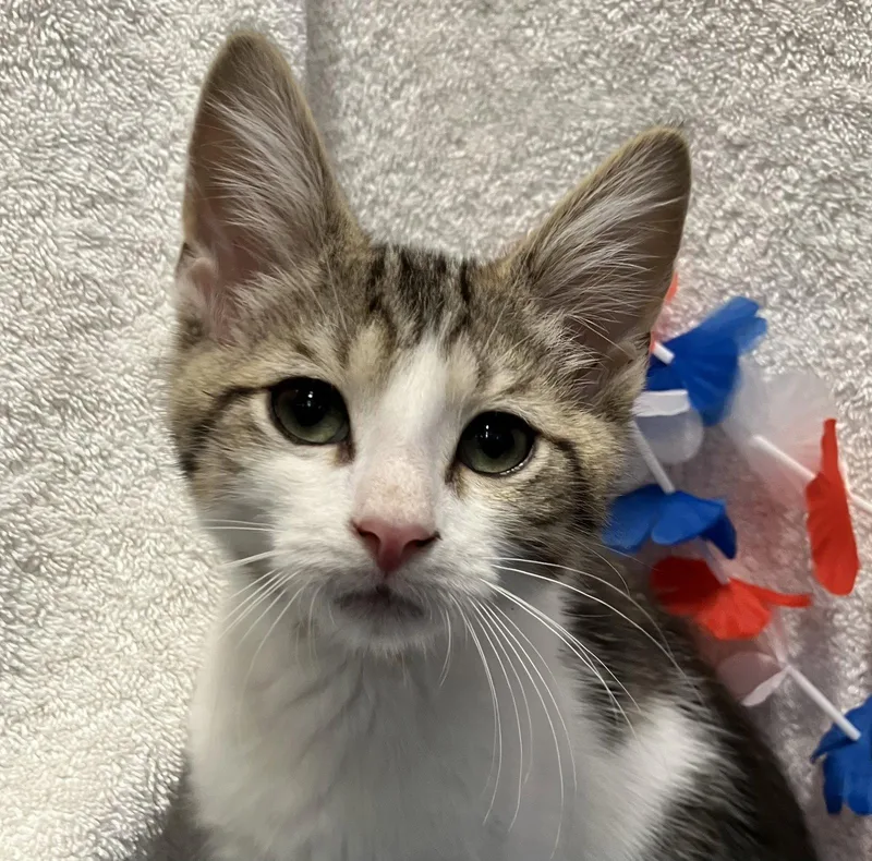 A baby medium-sized male Domestic Short Hair cat named Hawthorne for adoption in Dublin, OH