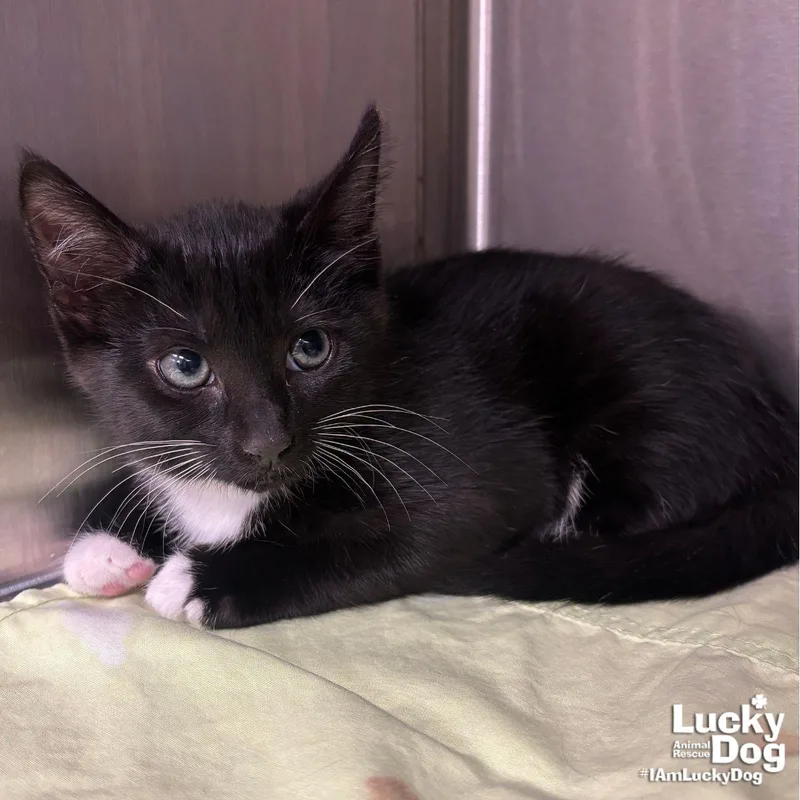A baby medium-sized male Domestic Short Hair cat named Zebra for adoption in Washington, DC