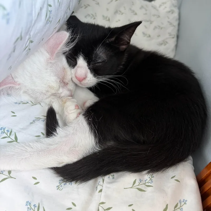 A baby medium-sized female Black & White / Tuxedo Tuxedo cat named Marigold for adoption in Moriches, NY