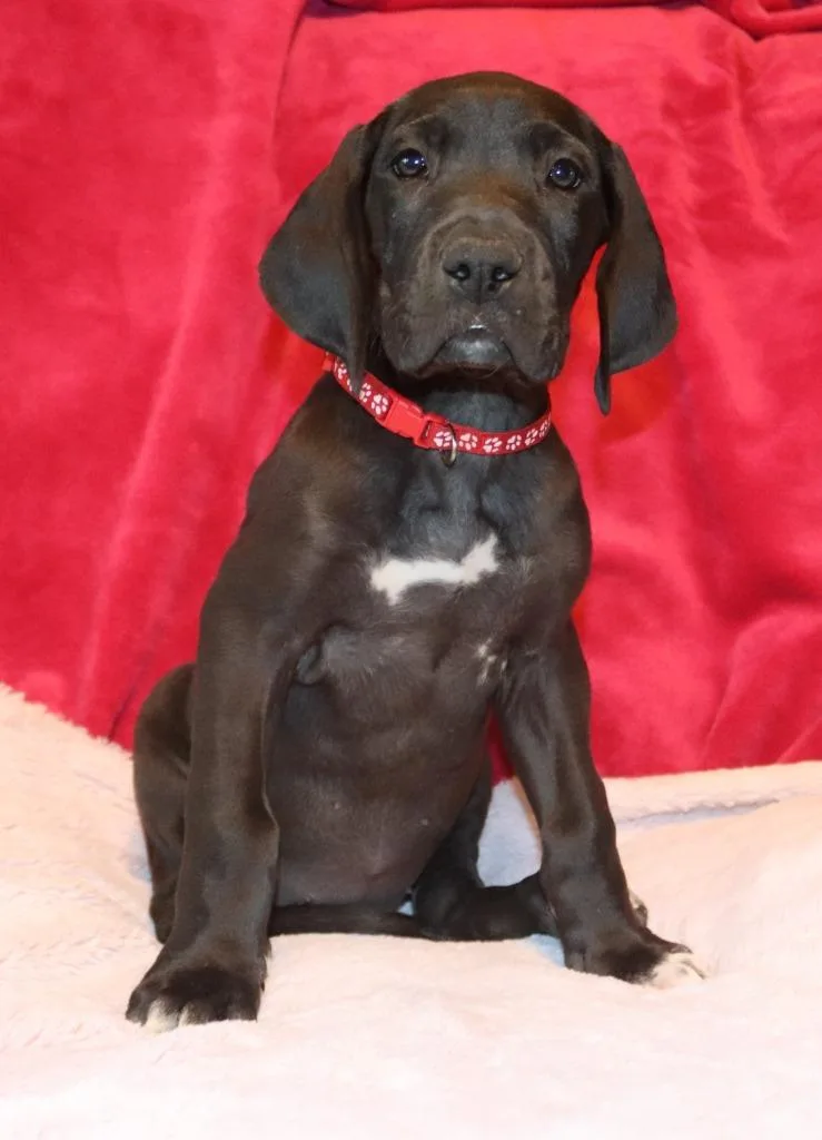 A baby extra large-sized female Great Dane dog named Flora for adoption in Mesa, AZ