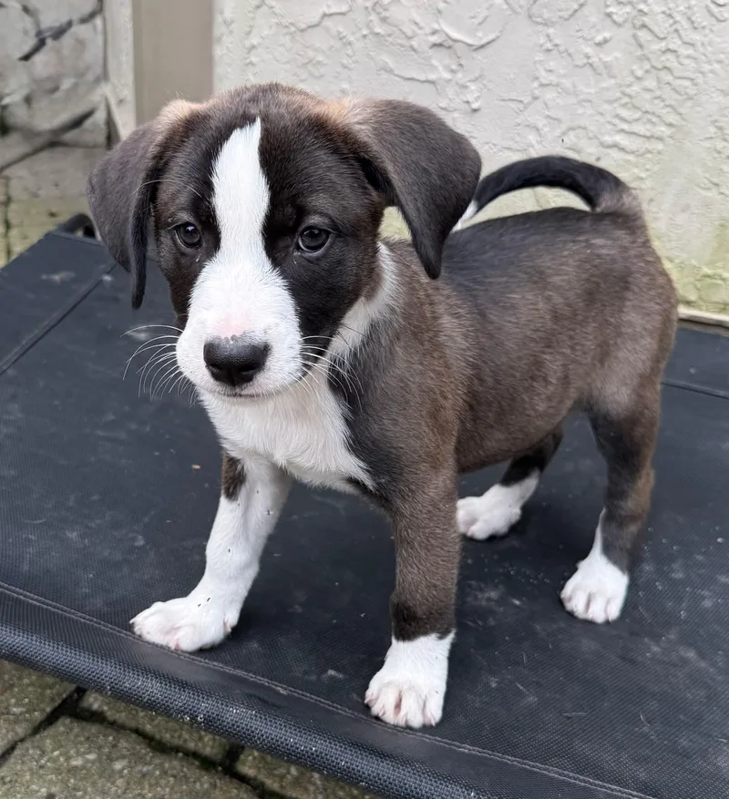 A baby medium-sized female Gray / Blue / Silver Pit Bull Terrier dog named Annie for adoption in Lewis Center, OH