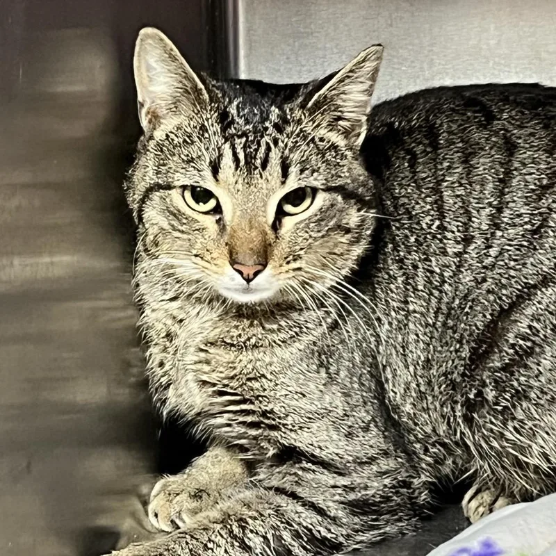 Secret Shopper Bobby