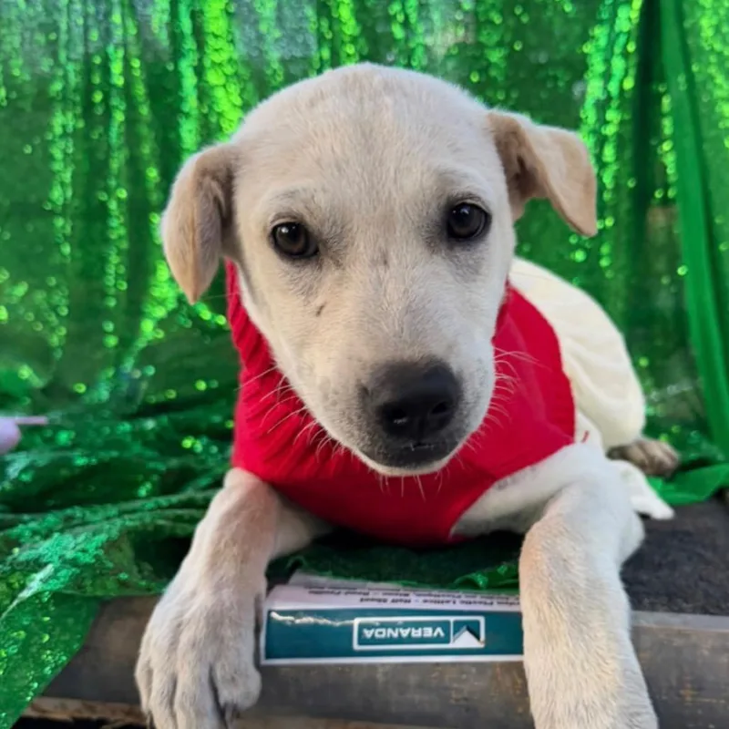 A baby small-sized female Apricot / Beige Yellow Labrador Retriever dog named Vera for adoption in Englewood, FL
