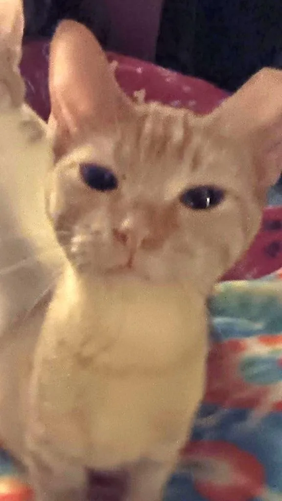 A baby small-sized female Domestic Short Hair cat named Little Squirt for adoption in Ogden, UT