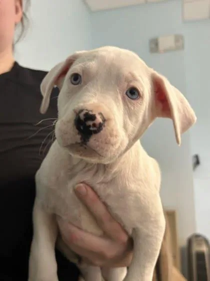 A baby small-sized male Mixed Breed dog named Deftones for adoption in Munster, IN