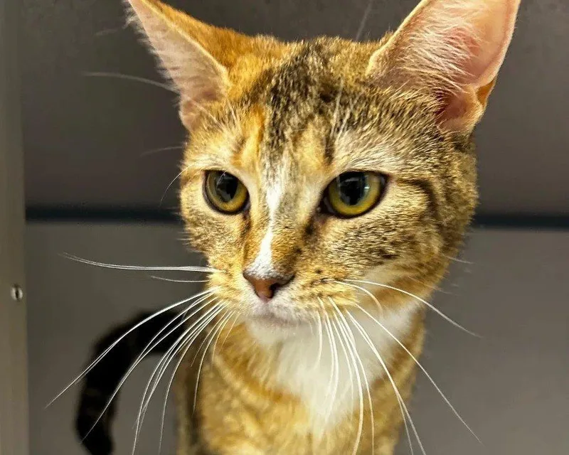 Henrietta