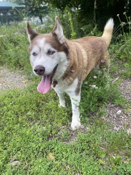 An adult extra large-sized male Siberian Husky dog named Austin for adoption in Shawano, WI