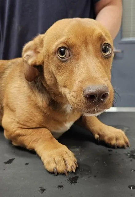 A young medium-sized male Dachshund dog named Garrett for adoption in Huntsville, AL