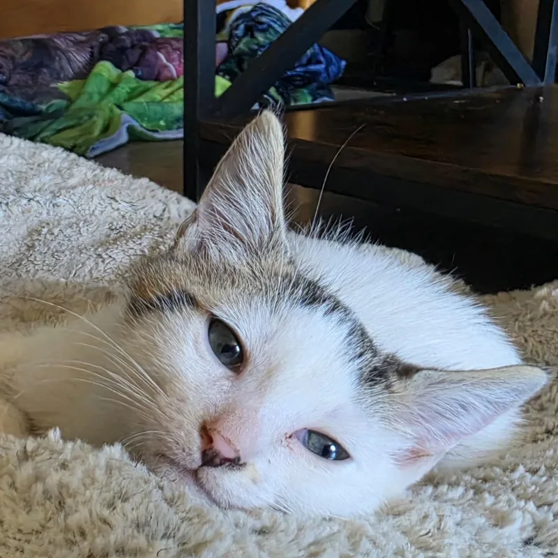 A baby medium-sized male White Domestic Short Hair cat named Chidi for adoption in Pendleton, OR