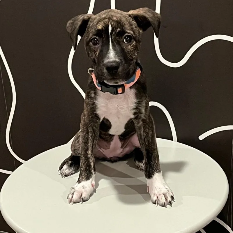 A baby medium-sized female Brindle American Staffordshire Terrier dog named Muffin for adoption in Colonial Heights, VA