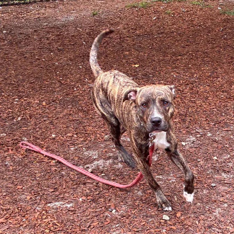 A young medium-sized male Brindle Mixed Breed dog named Graham for adoption in Jacksonville, FL