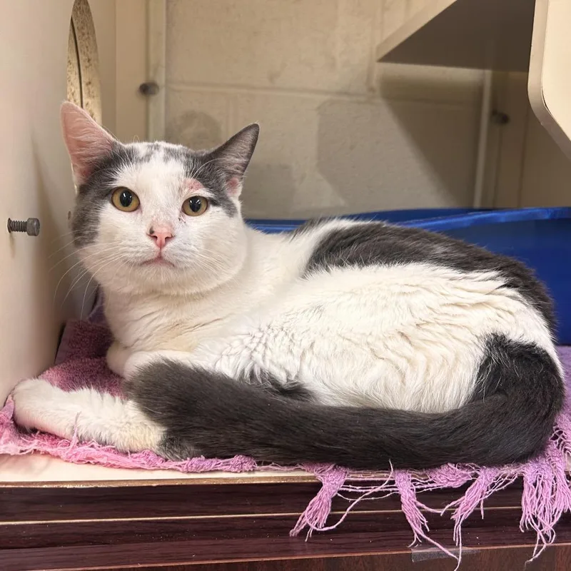 An adult medium-sized male Gray / Blue / Silver Domestic Short Hair cat named Moo Moo for adoption in Waynesboro, PA