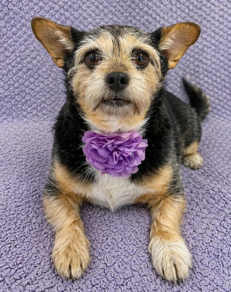 An adult small-sized female Black Terrier dog named Pippa for adoption in Lodi, CA