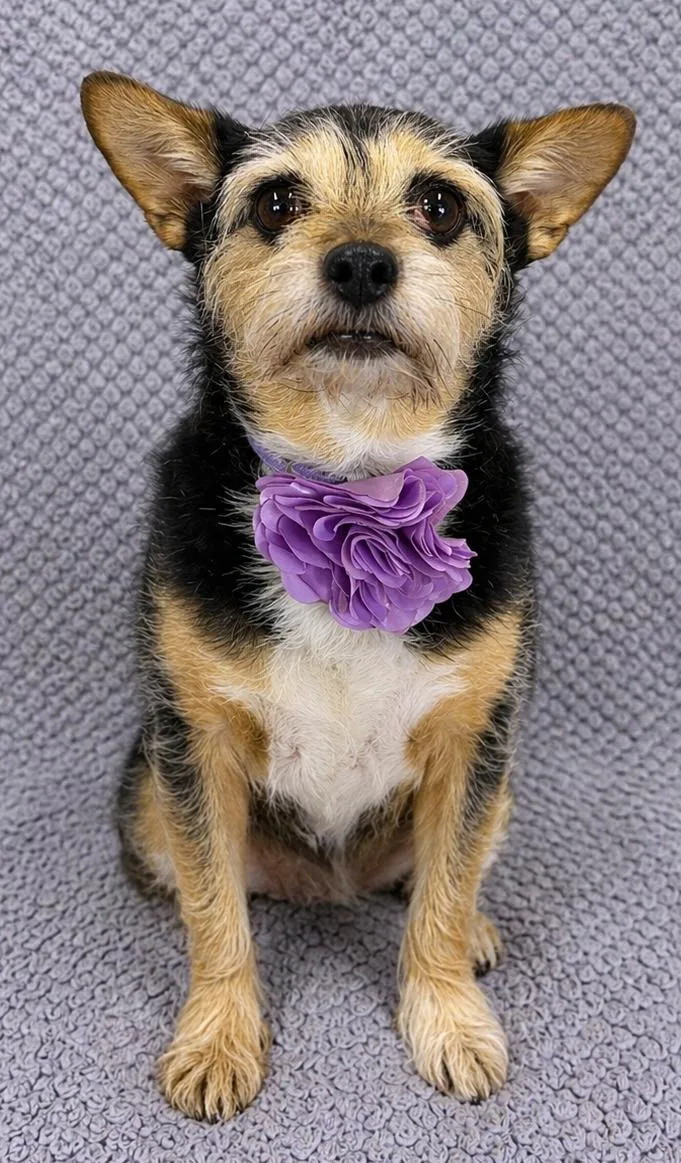 Pippa thumbnail 3