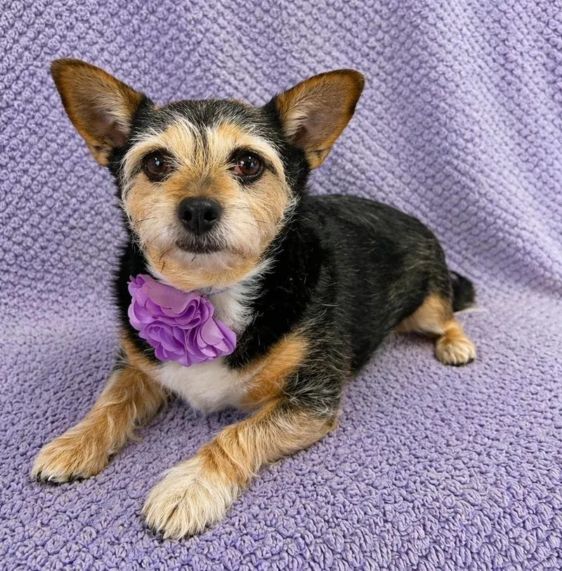 Pippa thumbnail 4