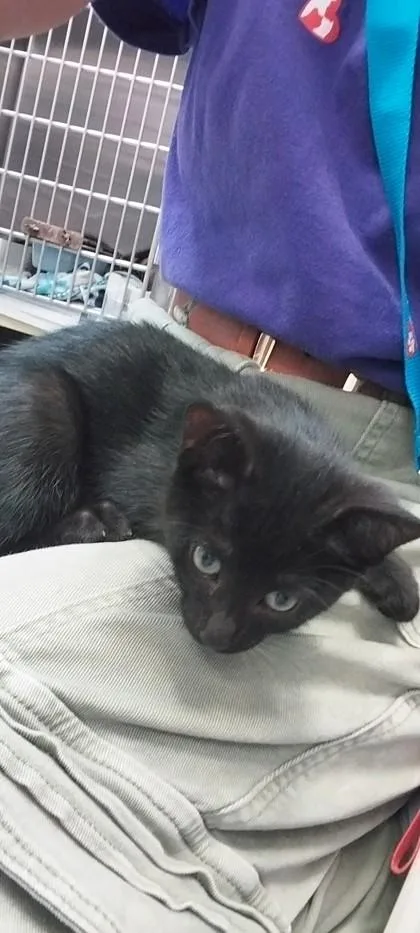 A young small-sized female Domestic Short Hair cat named Lemming for adoption in North Miami Beach, FL
