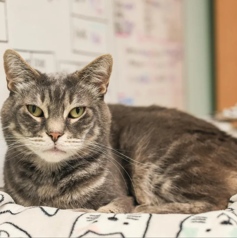 A senior small-sized male Gray / Blue / Silver Domestic Short Hair cat named Dorian for adoption in Los Angeles, CA