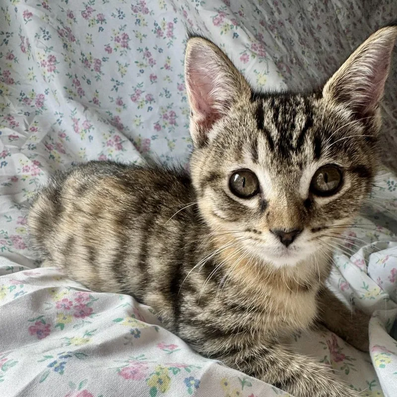 A baby small-sized female Brown / Chocolate Domestic Short Hair cat named Daisy for adoption in Pleasanton, CA