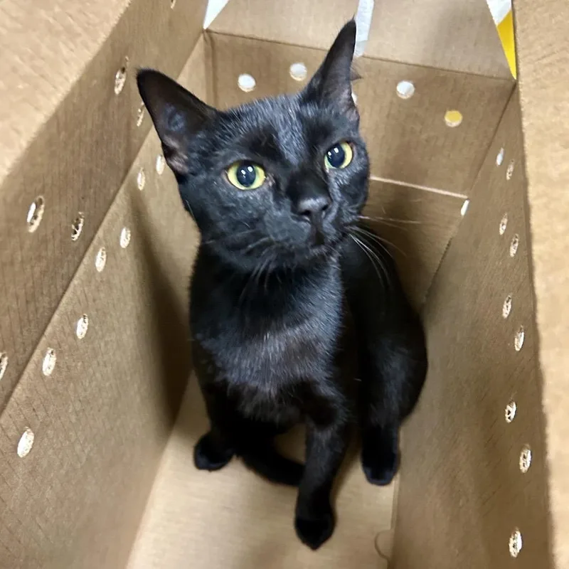 An adult medium-sized female Black Domestic Short Hair cat named Mall Mom Missy for adoption in Baltimore, MD