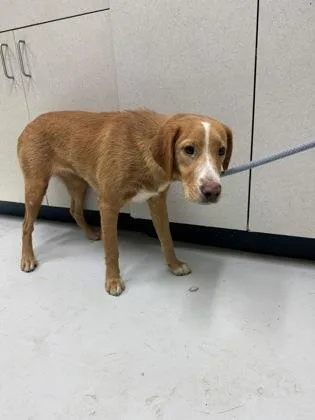 A young medium-sized female Mixed Breed dog named Lisette for adoption in Savannah, GA