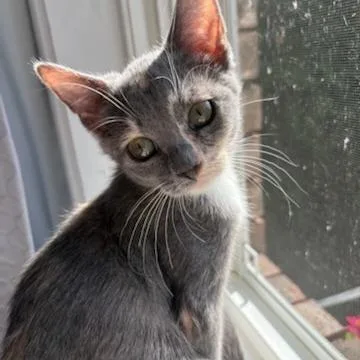 A baby small-sized female Calico Domestic Short Hair cat named Blossom for adoption in Milan, IL