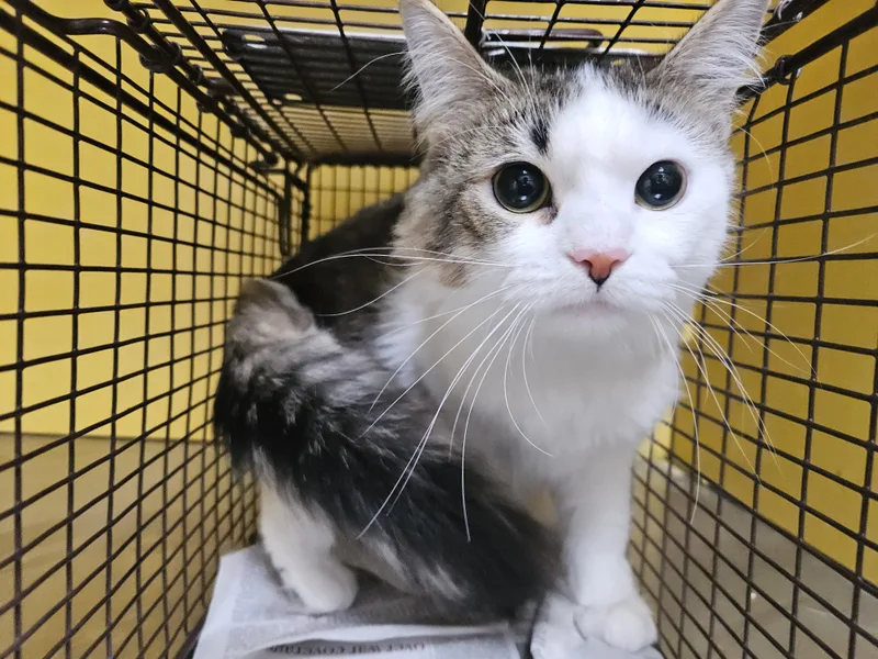 A young medium-sized female Domestic Short Hair cat named Cupcake for adoption in Los Angeles, CA
