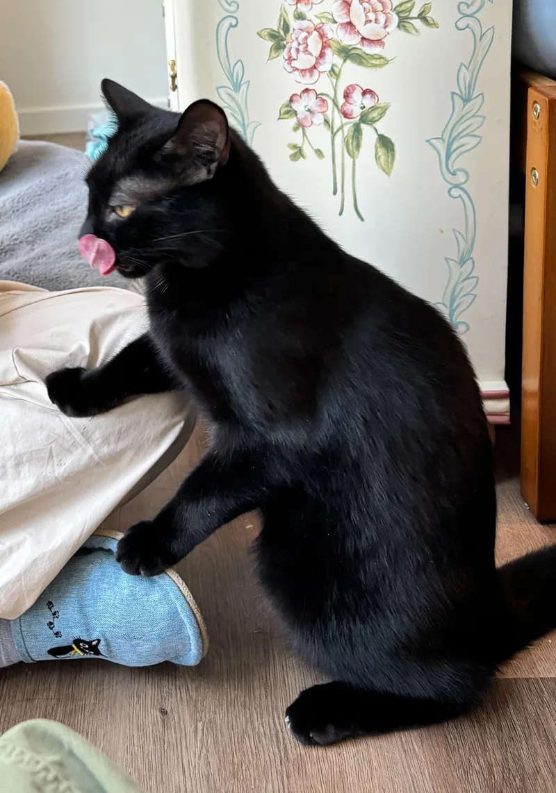 A young medium-sized male Domestic Short Hair cat named Honeycrisp and Crunchwrap for adoption in Seattle, WA