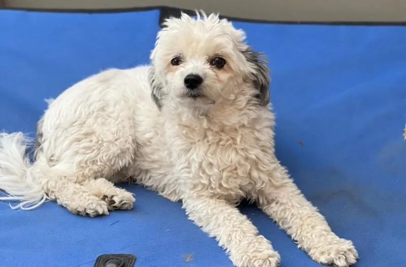 An adult small-sized male White / Cream Chinese Crested Dog dog named Splash for adoption in renton, WA