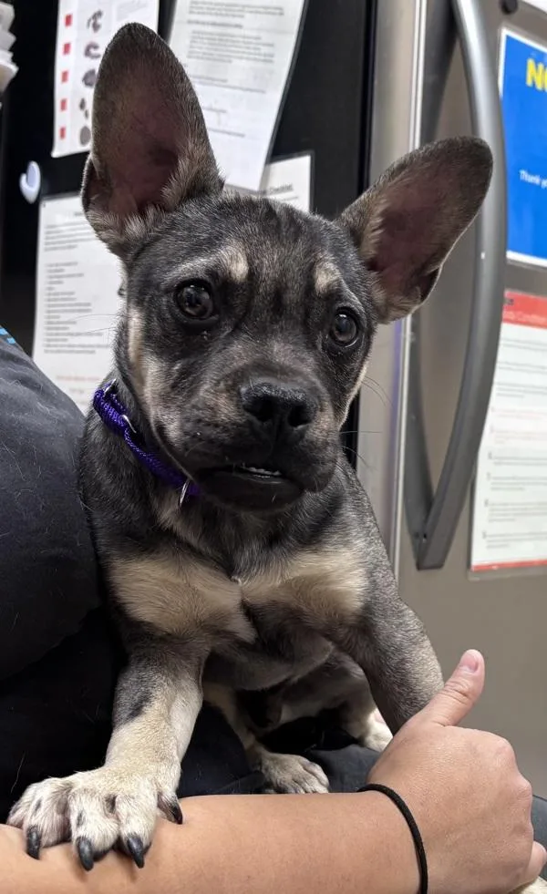 A young small-sized male French Bulldog dog named Hiccup for adoption in Oceanside, CA