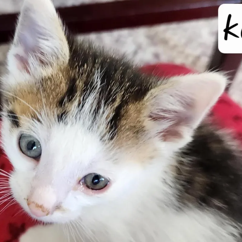A baby small-sized male White Domestic Short Hair cat named Kabuki for adoption in Baker City, OR