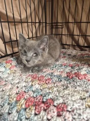 A young small-sized male Domestic Short Hair cat named Dr. Jekyll for adoption in Clarks Summit, PA