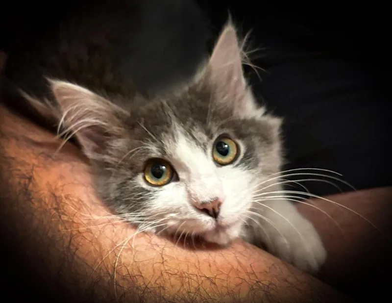 A baby medium-sized female Domestic Medium Hair cat named Arabella for adoption in Salt Lake City, UT