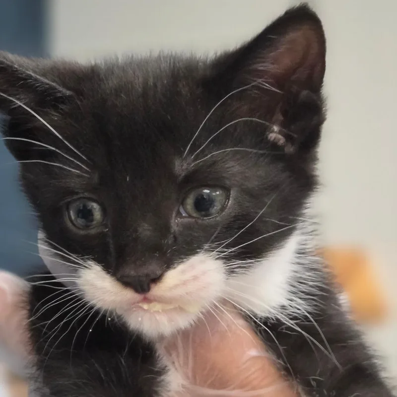 A baby small-sized male Black Domestic Short Hair cat named Neptune for adoption in Newark, NJ