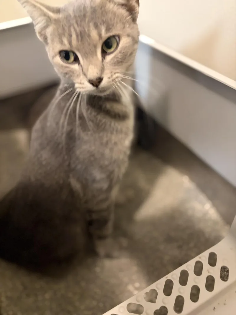 A young medium-sized female Tabby (Gray / Blue / Silver) Domestic Short Hair cat named Teena for adoption in Greensburg, PA
