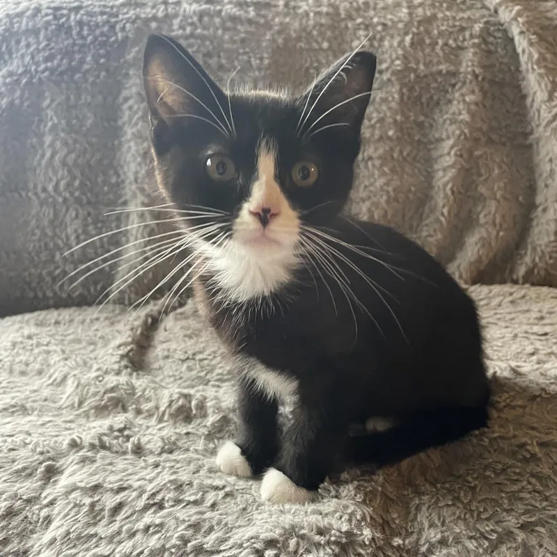 A baby small-sized female Black Domestic Medium Hair cat named Juno for adoption in Ferndale, WA