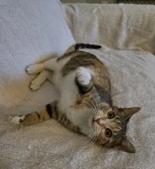 Kiki Dee thumbnail 2