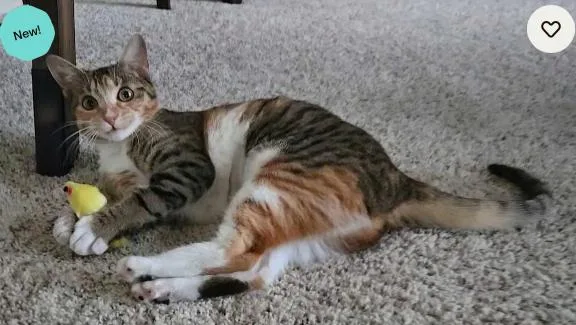 Kiki Dee thumbnail 3