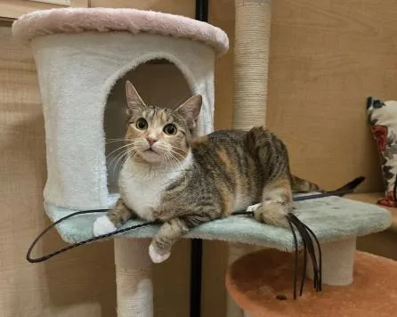 Kiki Dee thumbnail 4