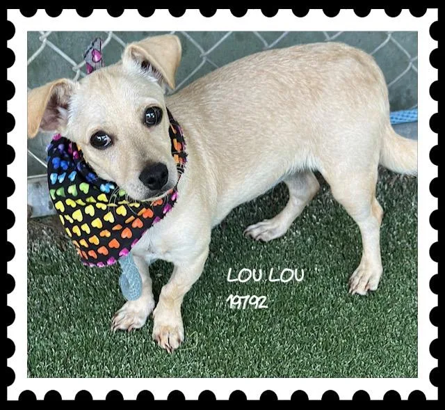 Lou Lou thumbnail 3